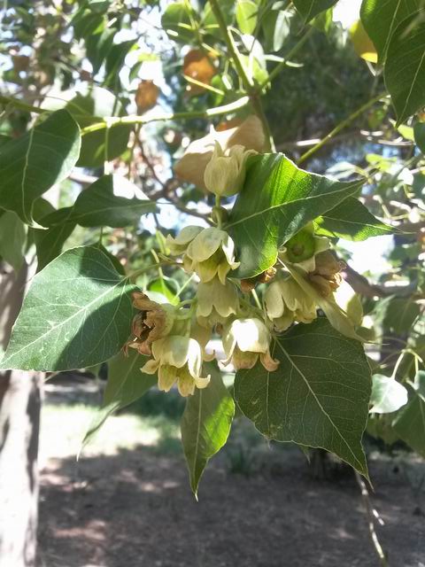 Brachychiton populneus (Malvaceae)